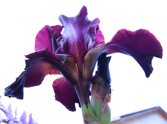 Purple Iris