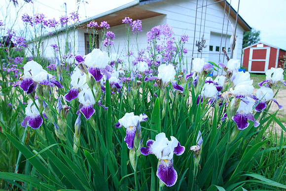 Irises