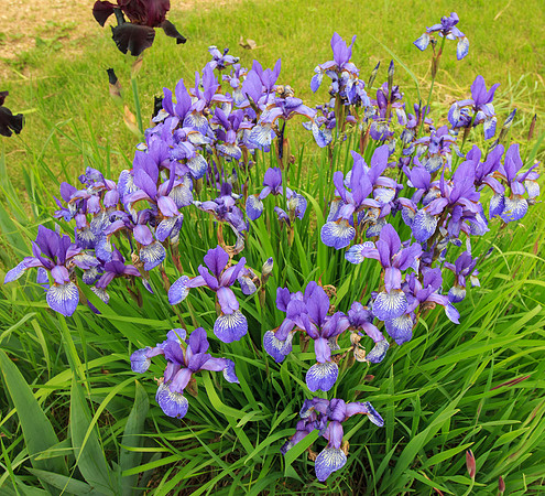 Irises