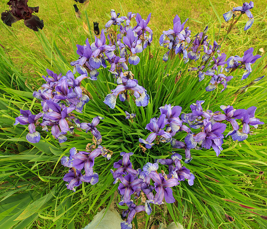 Irises from above