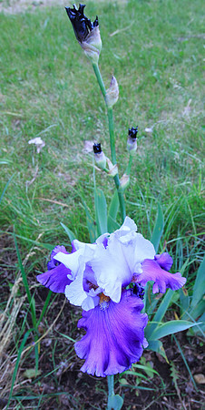 Irises