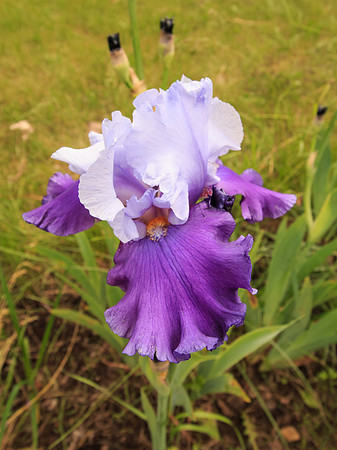 Iris