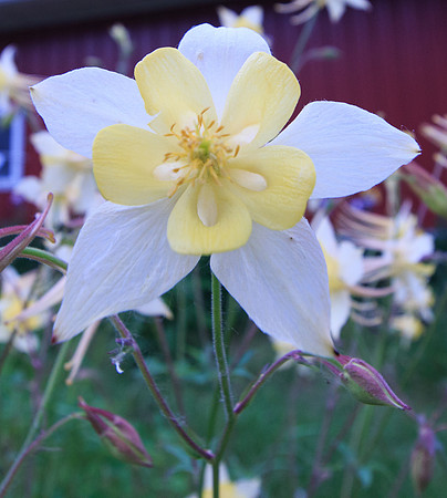 Yellow Flower