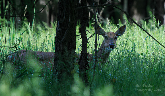 Doe with a mouthfull
