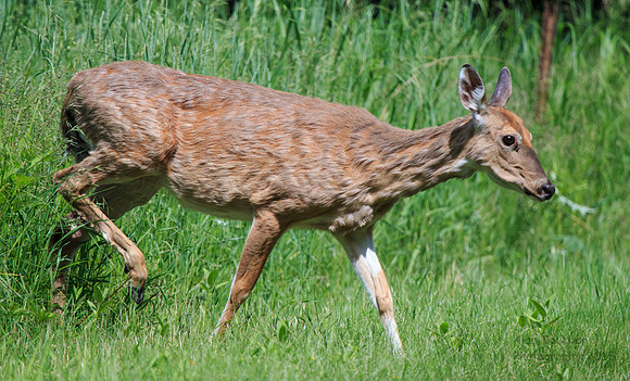 Doe crossing