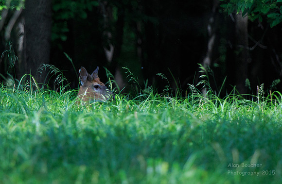 Doe keeping watch