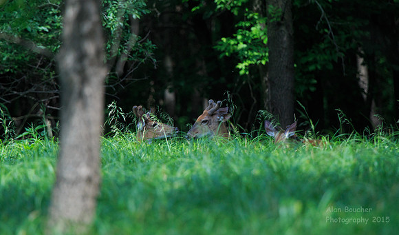Deer family waking up
