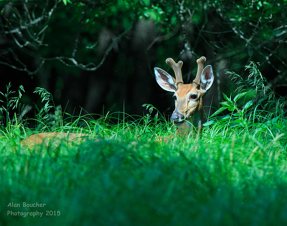 Buck sunning his antlers