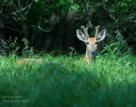 Buck sunning his antlers