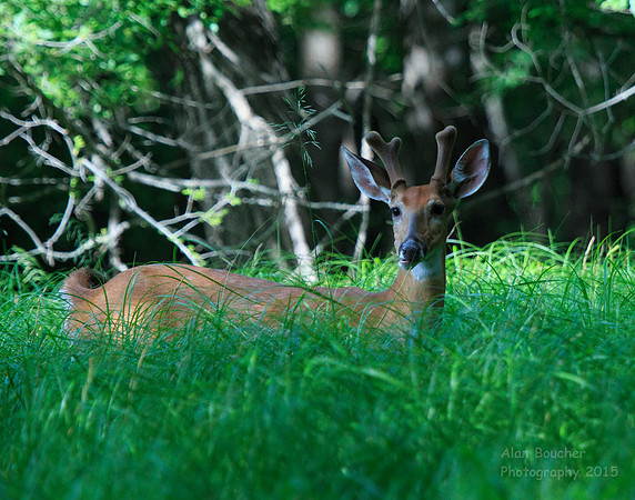 Buck chewing