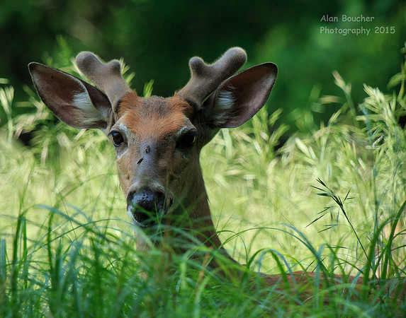 Deer Flies