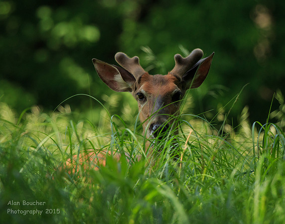 Buck poking his head up
