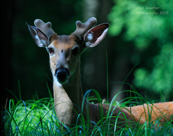 Buck in the shadows