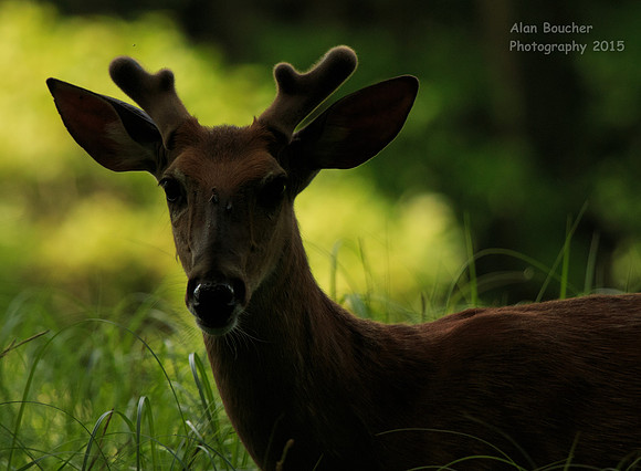 Curious Buck