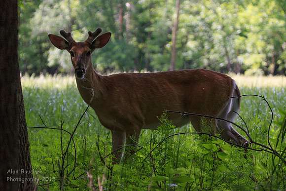 Buck under the trees