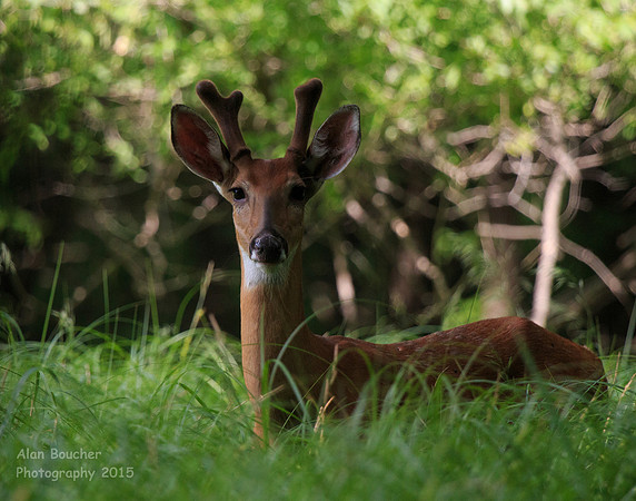 Buck standing tall