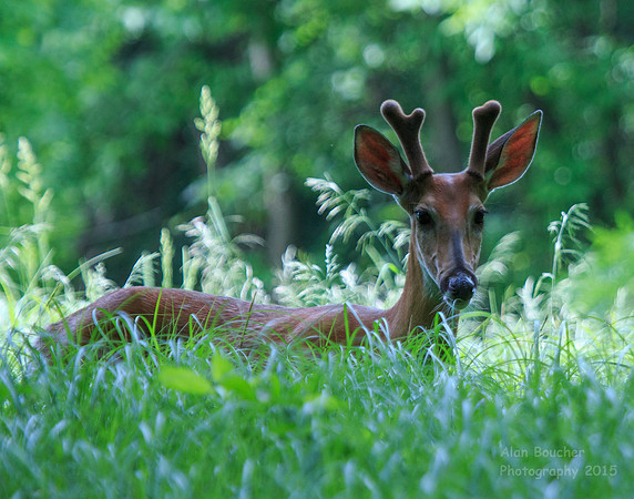 Buck smelling the grasses