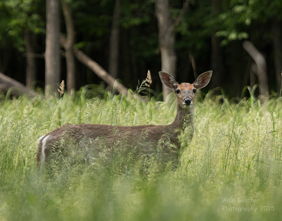 Young Doe rejoying the herd