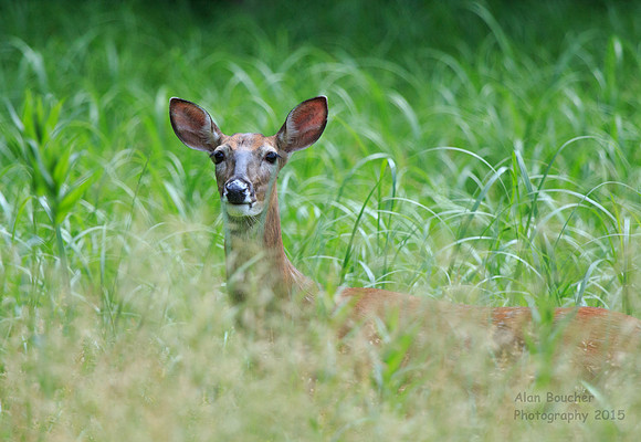 Doe in the Field