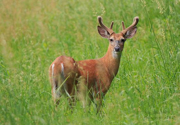 Buck Butt Shot
