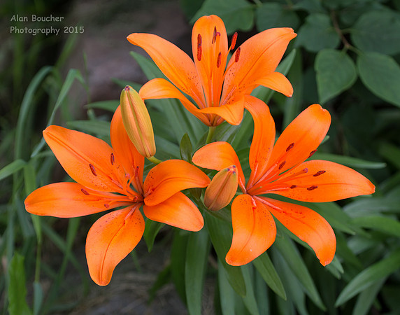 Asiatic Lily