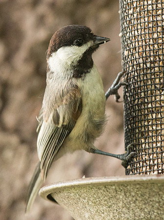 Chickadee Upclose