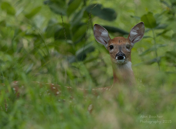 Fawn peaking out of the tall grasses