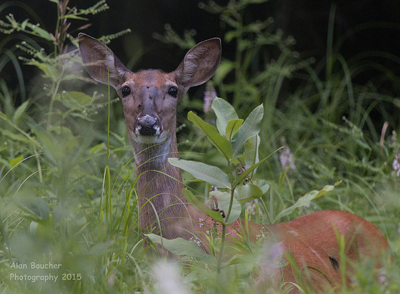 Mom protecting her fawn closeby