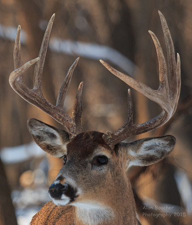 10 or 12 Point Rack?