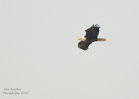 Bald Eagle Soaring In