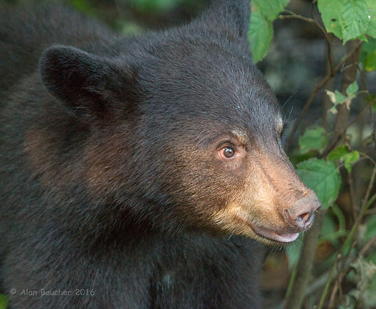 Cub Up Close