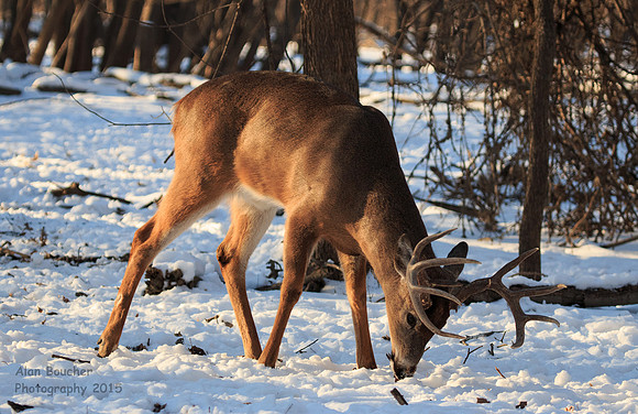 Buck Eating Scrub Under the Snow