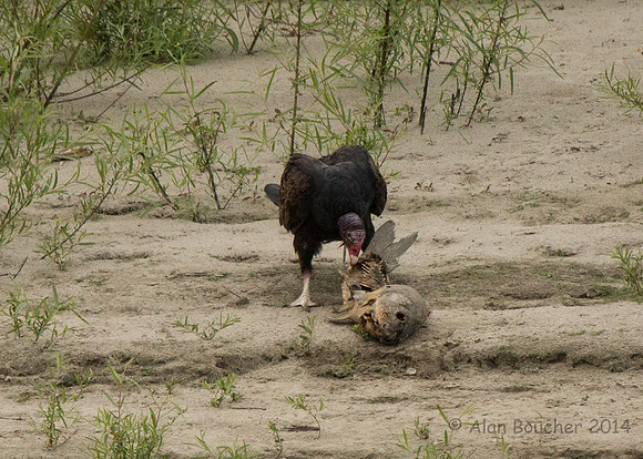 Turkey Vulture feasting on a Carp