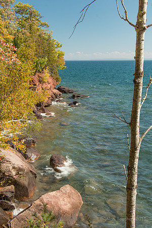 Birch by the Rocks