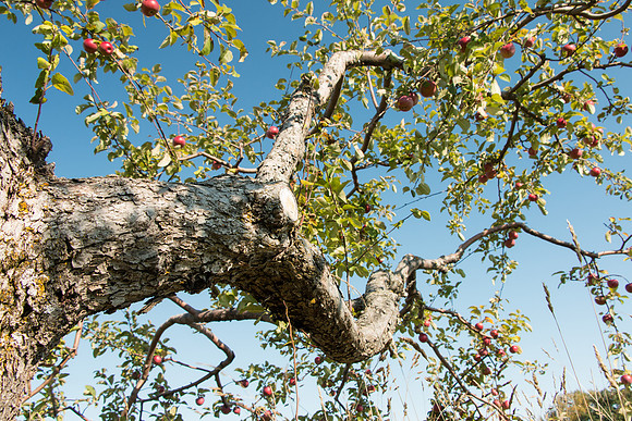 Reaching for the Sky