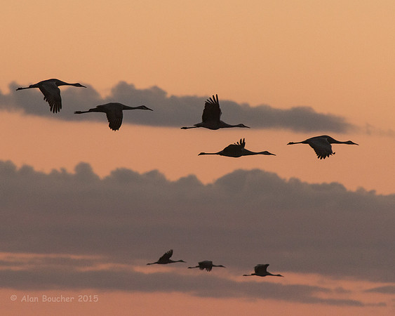 Early Risers