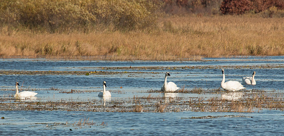 Trumpeter Swans