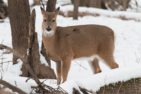 Doe in the Snow