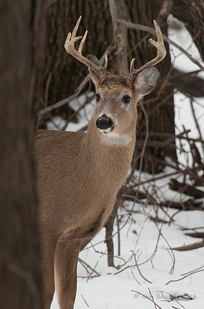 Big Buck looking around a tree