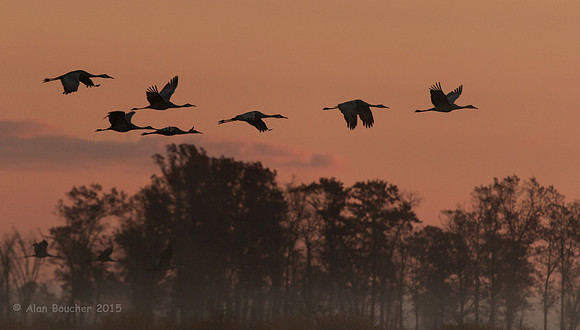 Sunrise Silhouettes