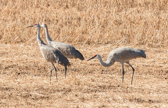 Sanhill Cranes eatng in the field