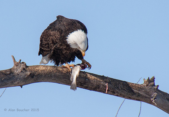 Bald Eagle eating his fine  catch