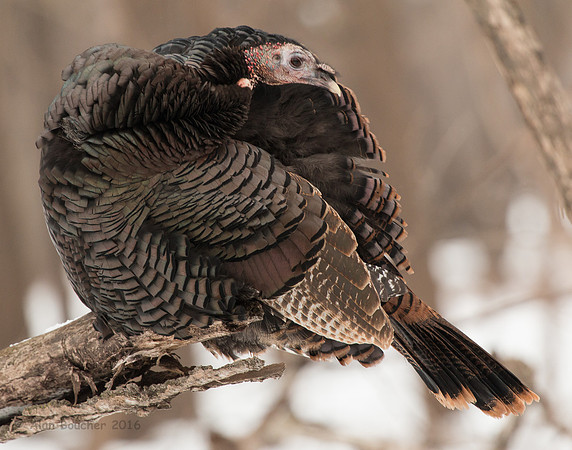 As beautiful a Wild Turkey can be