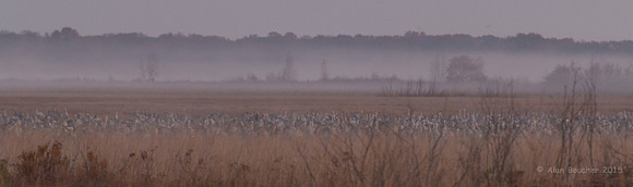 Thousands of Sandhill Cranes awakening in the meadow