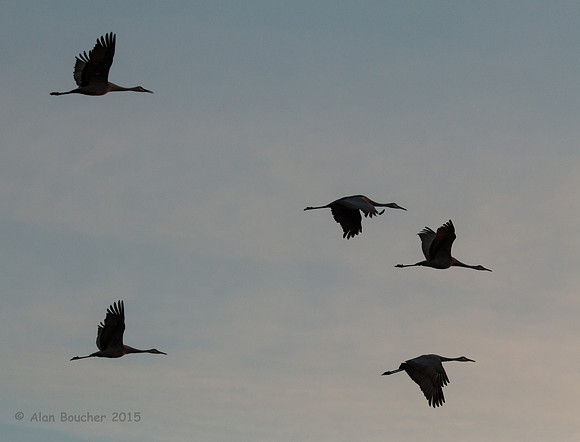 Silhouettes
