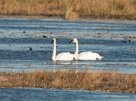 Trumpeter Swans