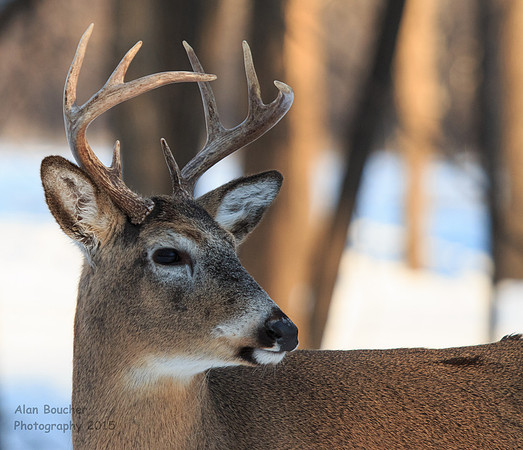 Young Buck