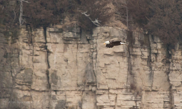 Bald Eagle Soaring by the Bluffs