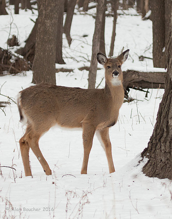 Young Doe stops for a moment