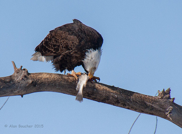 Bald Eagle eating his fine  catch